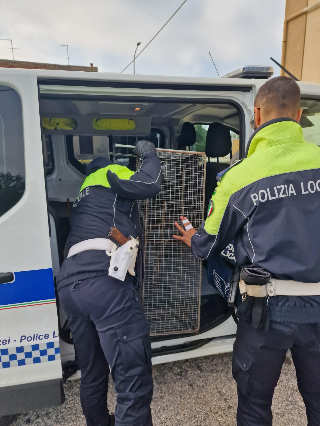 Falconara – Fermata attività finalizzata alla cattura di animali domestici